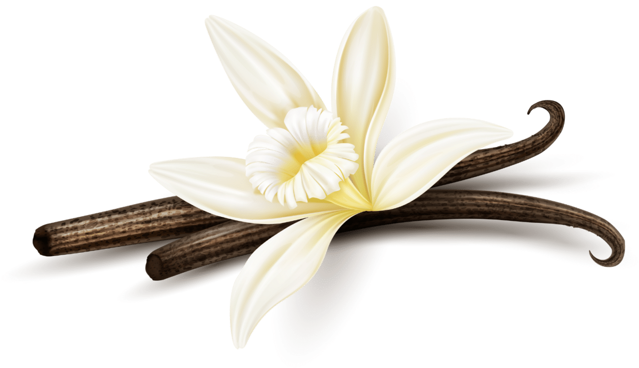 All About Planifolia Vanilla Bean Supplier Origin Harvest