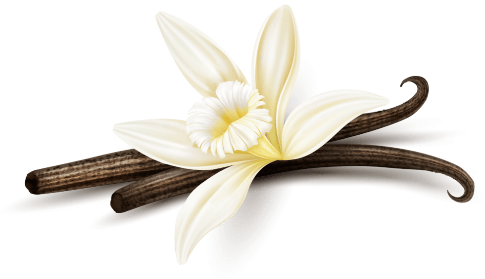 All About Planifolia Vanilla Bean Supplier Origin Harvest