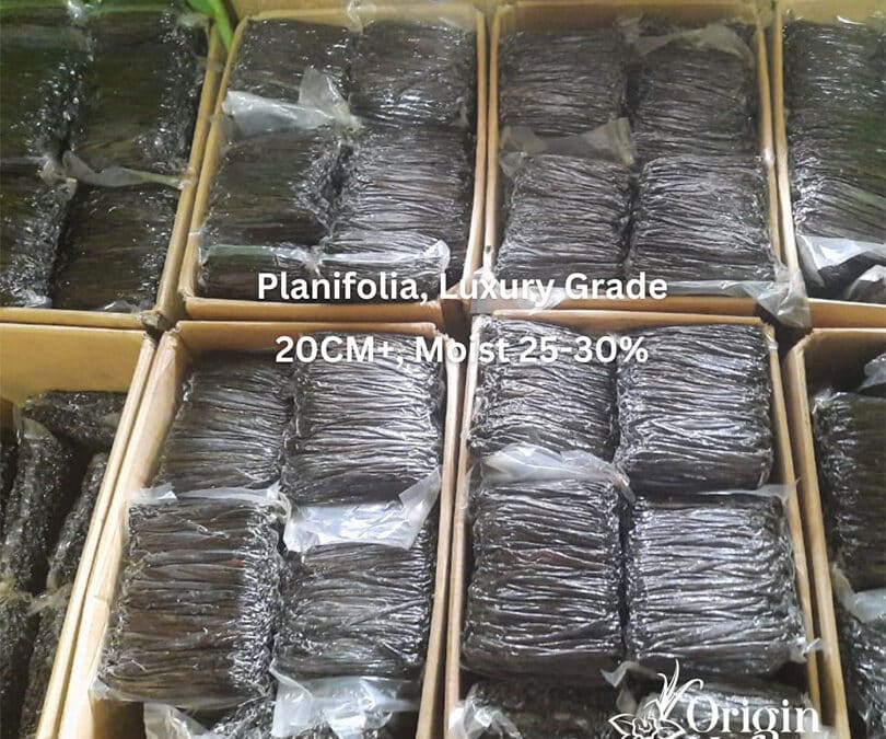 Wholesale Indonesian vanilla beans vacuum-packed in plastic bags inside cardboard boxes for export.