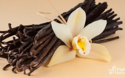 Things That Affect Vanilla Bean Wholesale Price