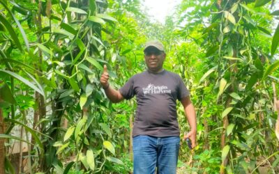 The Proper Services of Vanilla Bean Farmers in Caring for the Green Gold